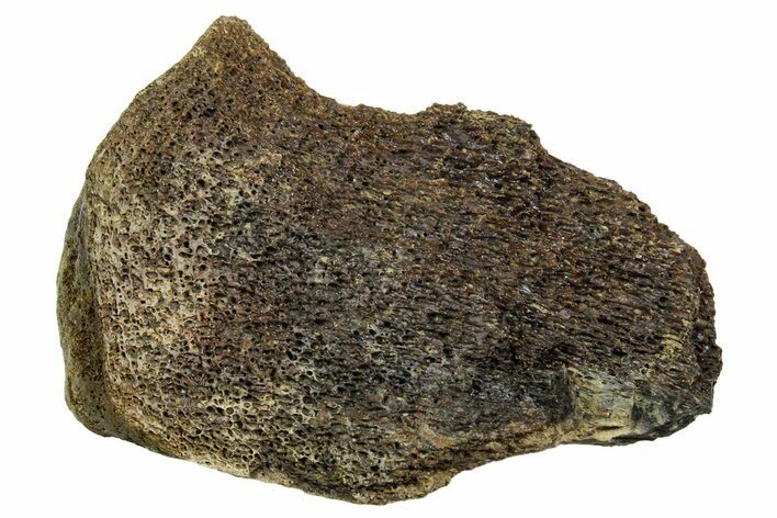 Fossil Tyrannosaur (T rex) Vertebra Section - Wyoming #350467